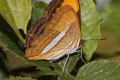 Adelpha cytherea