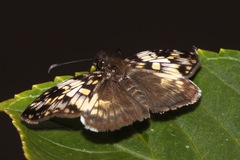 Potamanaxas laoma