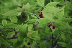 Euonymus occidentalis