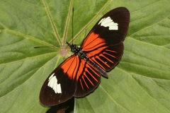 Heliconius