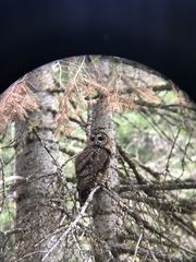 Strix occidentalis caurina