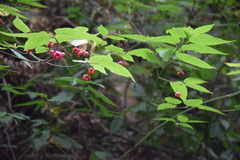 Euonymus occidentalis