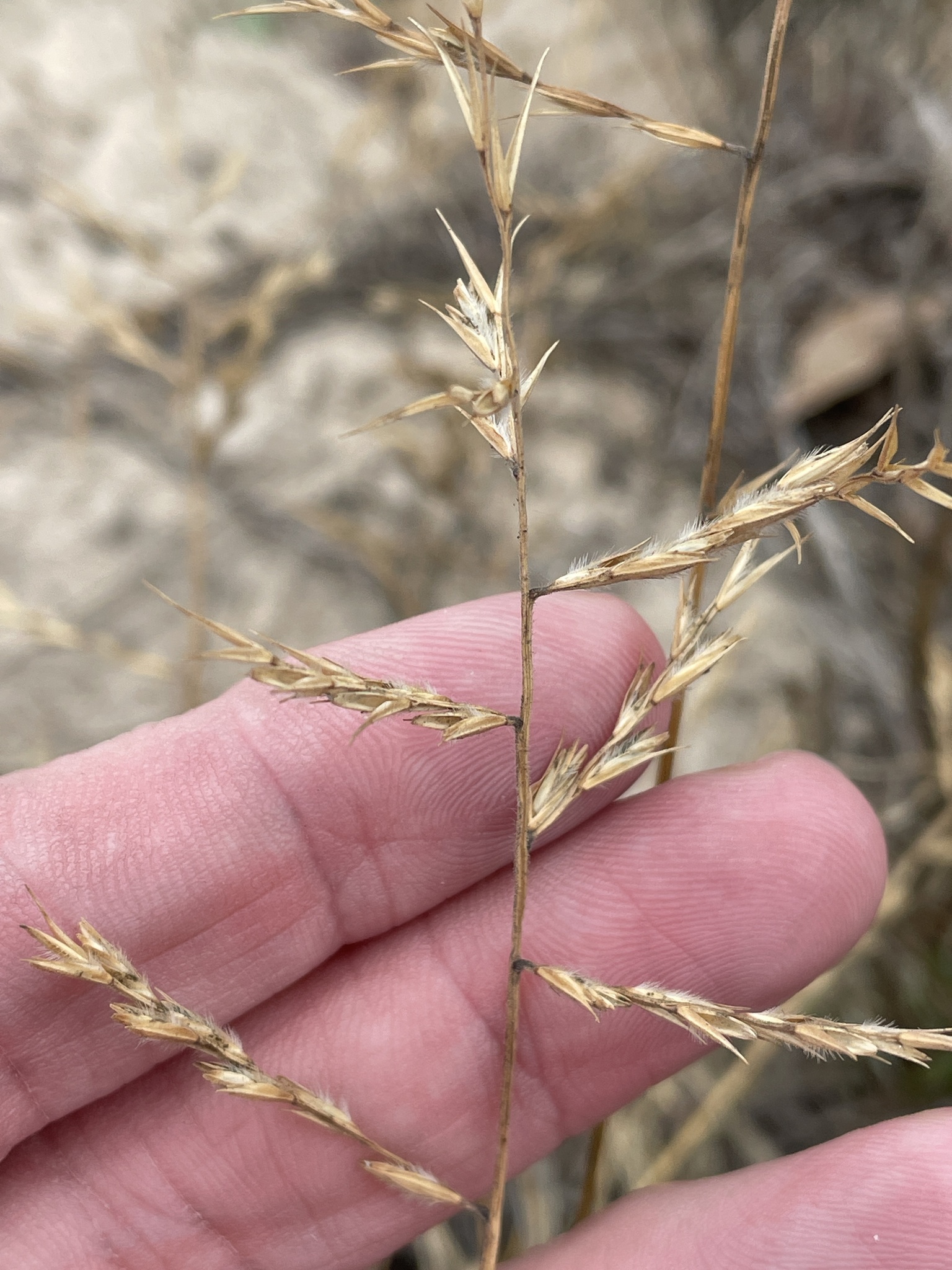 Silveus' Grass (Trichoneura elegans)