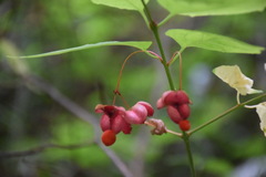 Euonymus occidentalis
