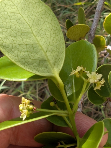 Image of Elaeodendron xylocarpum by no rights reserved