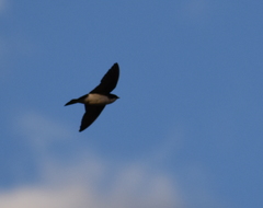 Tachycineta bicolor