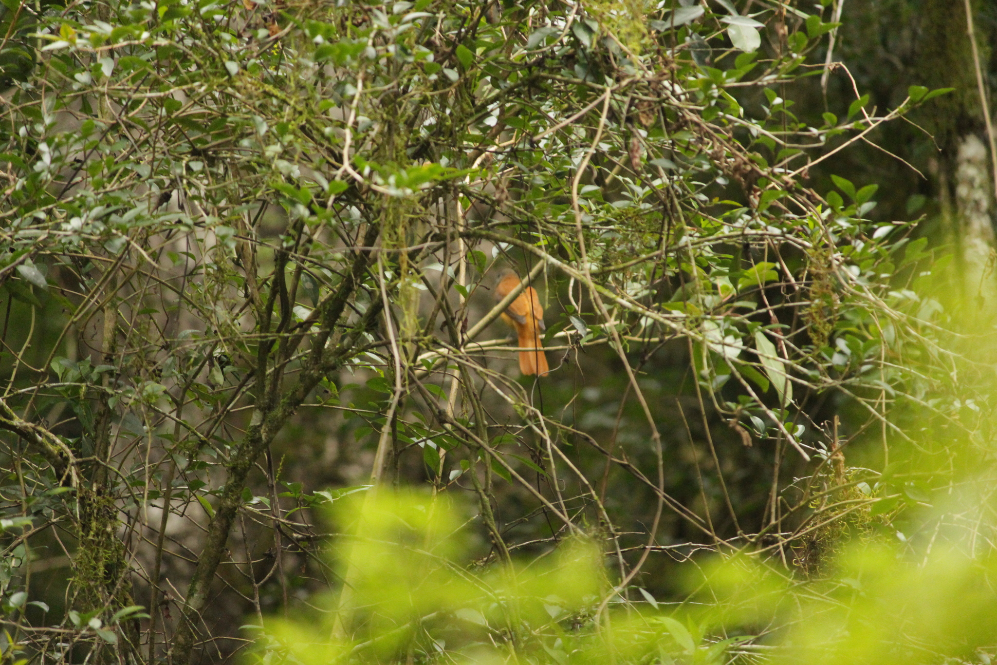 Rufous-tailed Attila (Attila phoenicurus), photo 10