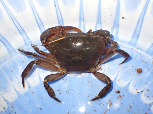 Liberonautes latidactylus