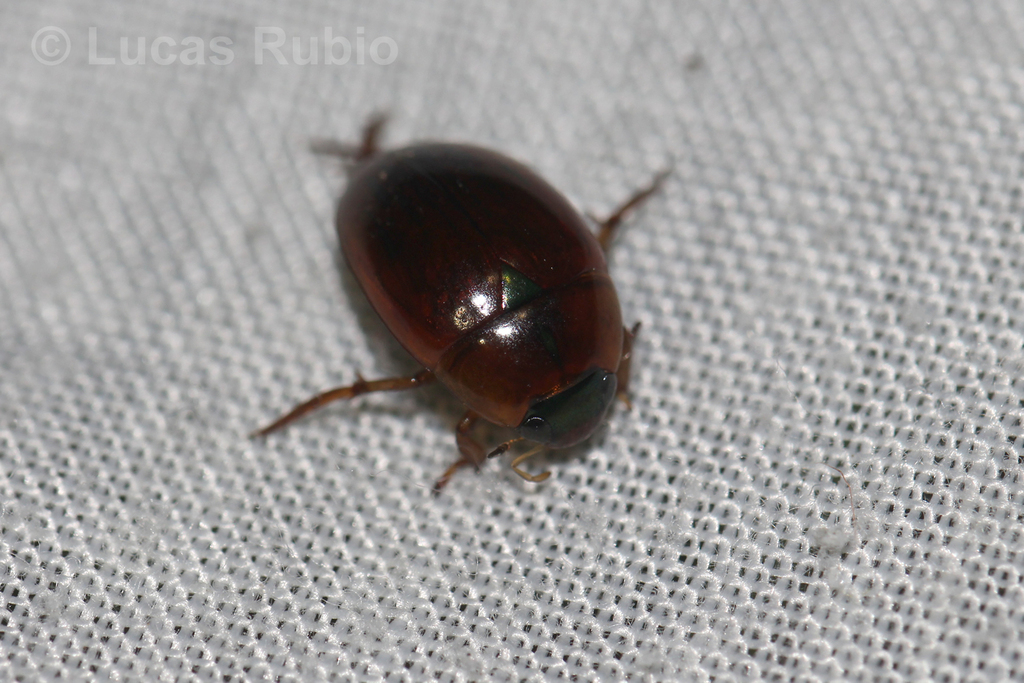 Tropisternus scutellaris