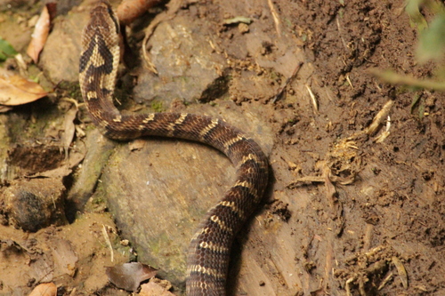 Neuwied's False Fer-de-lance