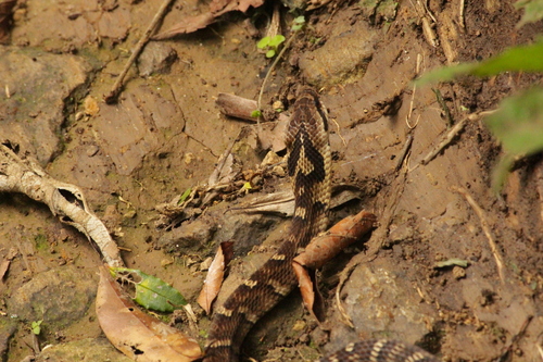 Neuwied's False Fer-de-lance