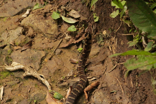 Neuwied's False Fer-de-lance