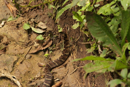 Neuwied's False Fer-de-lance
