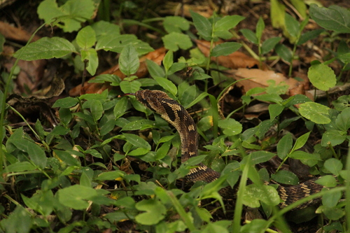 Neuwied's False Fer-de-lance