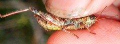Melanoplus fasciatus