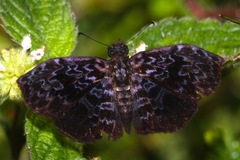 Cycloglypha thrasibulus thrasibulus