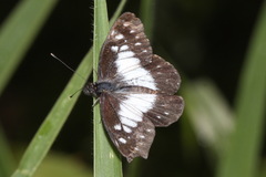 Catasticta sisamnus telasco