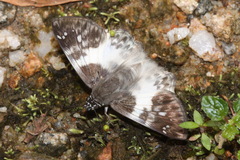 Polyctor polyctor
