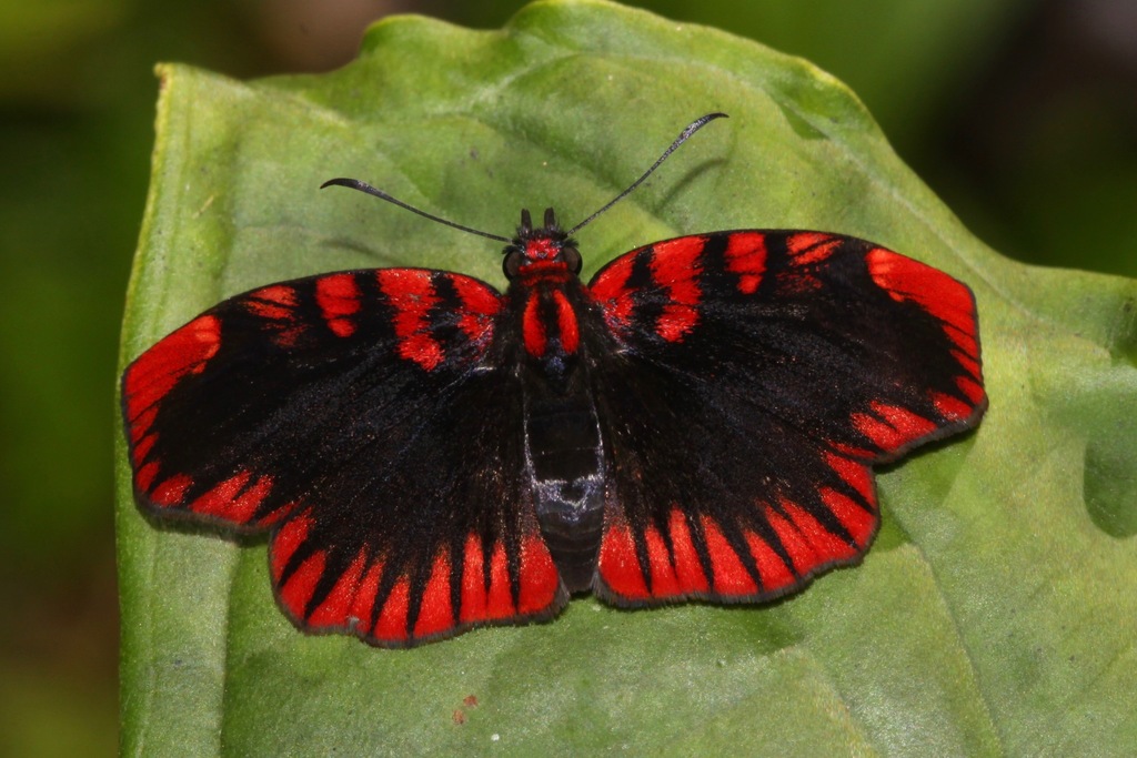 Spread-wing Skippers