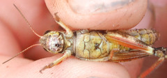 Melanoplus fasciatus