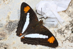 Adelpha iphiclus