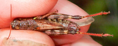Melanoplus fasciatus