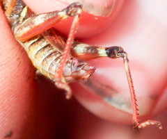 Melanoplus fasciatus