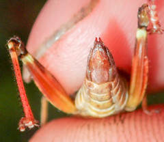 Melanoplus fasciatus
