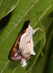 Ebusus ebusus