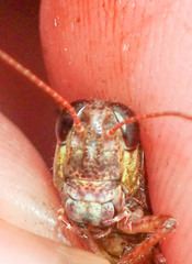 Melanoplus fasciatus