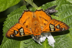 Myscelus perissodora