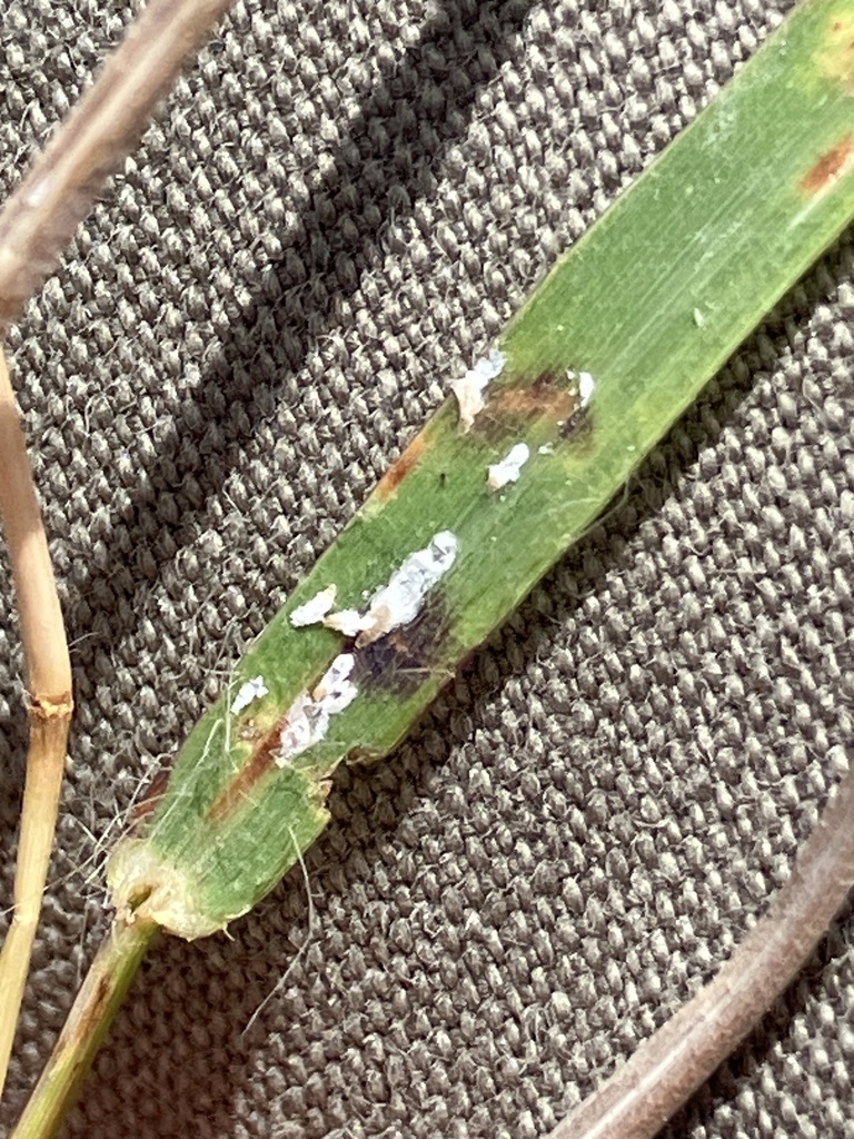 Scale insect