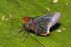 Thracides cleanthes