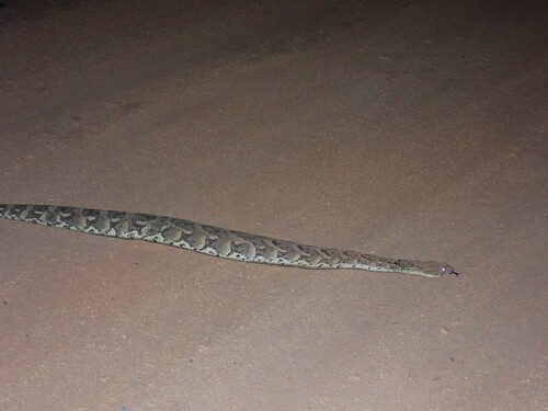 Puff Adder