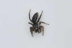 Pelegrina flavipes
