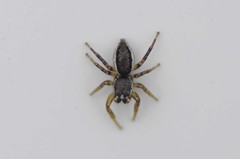 Pelegrina flavipes