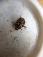 Zygogramma heterothecae