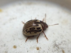 Zygogramma heterothecae