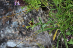 Hypericum orientale