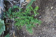 Galium valantioides