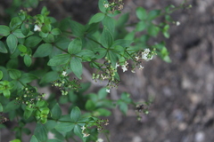 Galium valantioides