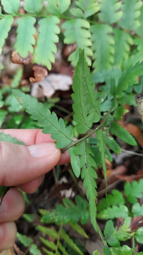 Dryopteris ludoviciana, photograph 3
