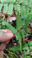 Dryopteris ludoviciana, photograph (c) Athena Philips, some rights reserved (CC BY)