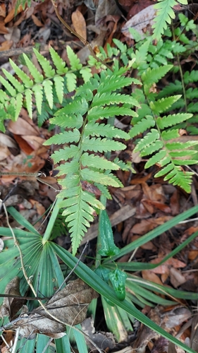 Dryopteris ludoviciana, photograph 4