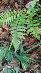 Dryopteris ludoviciana, photograph (c) Athena Philips, some rights reserved (CC BY)
