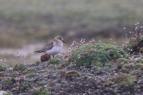 Correlimos de Baird (Calidris bairdii)