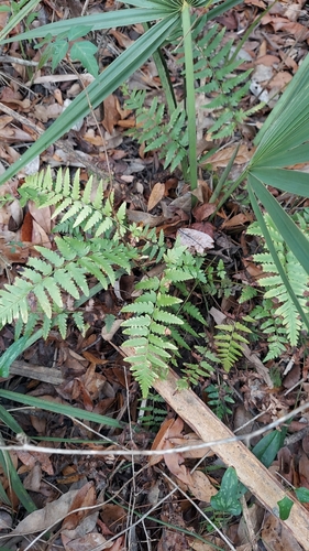 Dryopteris ludoviciana, photograph 5