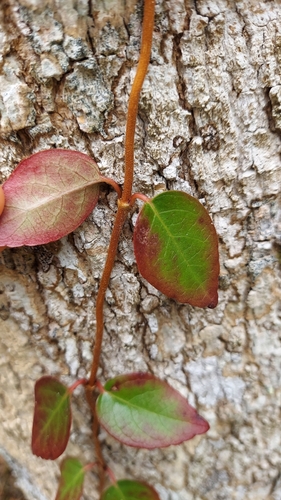 Foto de Cipó-uva