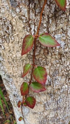 Foto de Cipó-uva