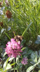 Bombus
